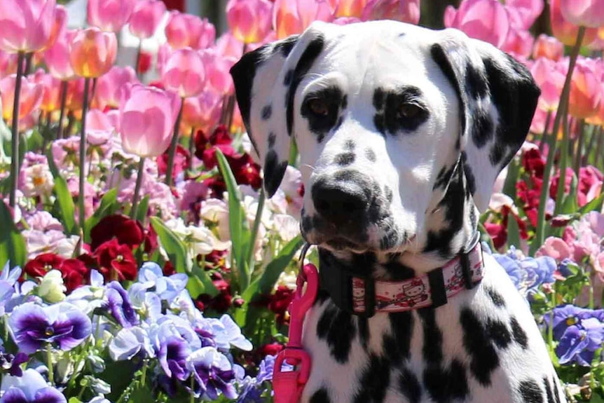 Cleo the Dalmatian at Floriade