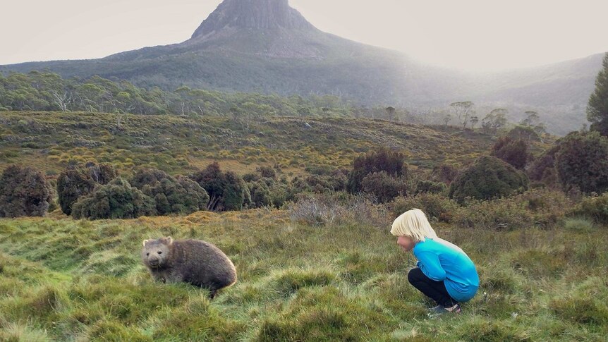 A boy squats and watches a wombat in the wild on a windswept mountainside.