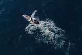 An overhead photo of a whale with its fin out of the water.