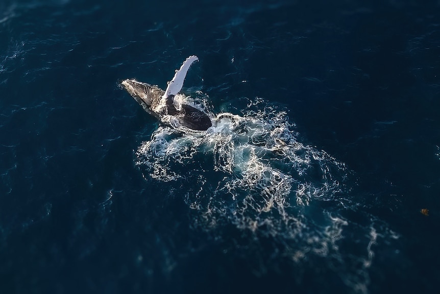 An overhead photo of a whale with its fin out of the water.