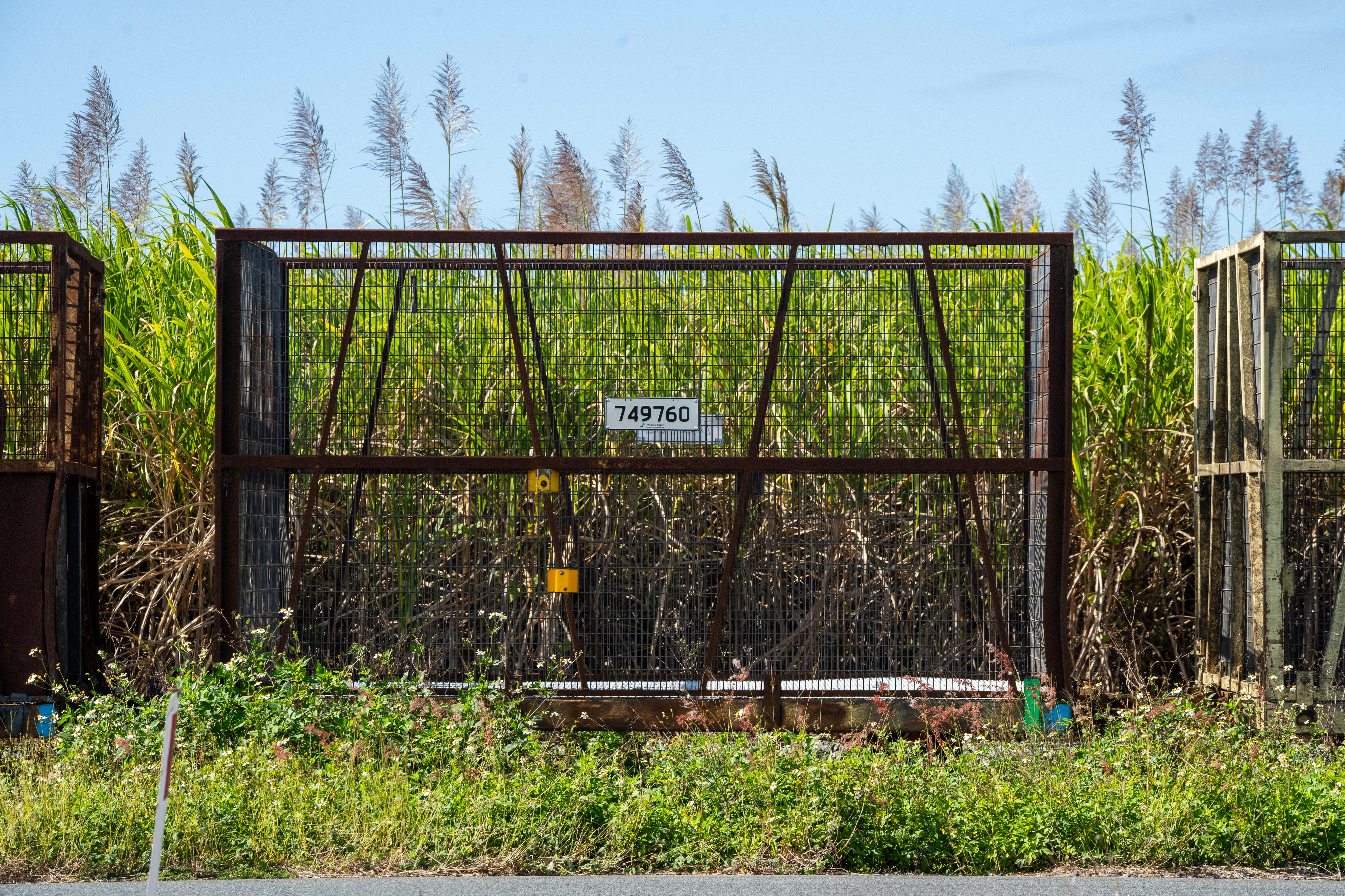 An empty cane bin in front of sugar cane.