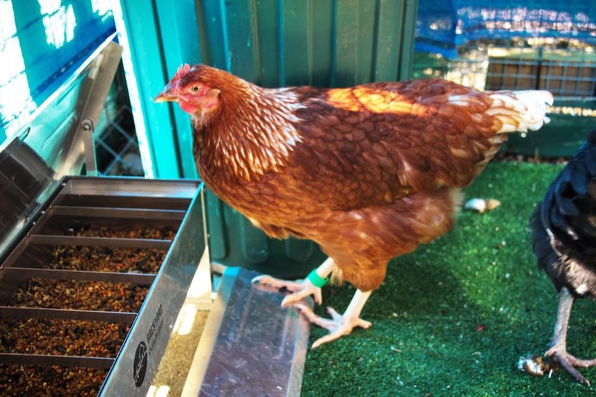 Red hen sitting at a feeding tray.
