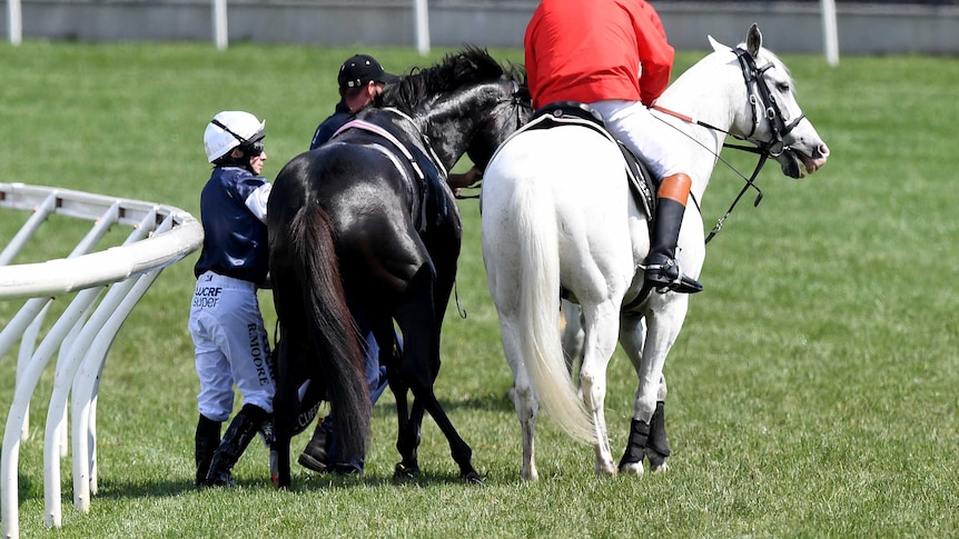 Cliffsofmoher is assisted at the Melbourne Cup
