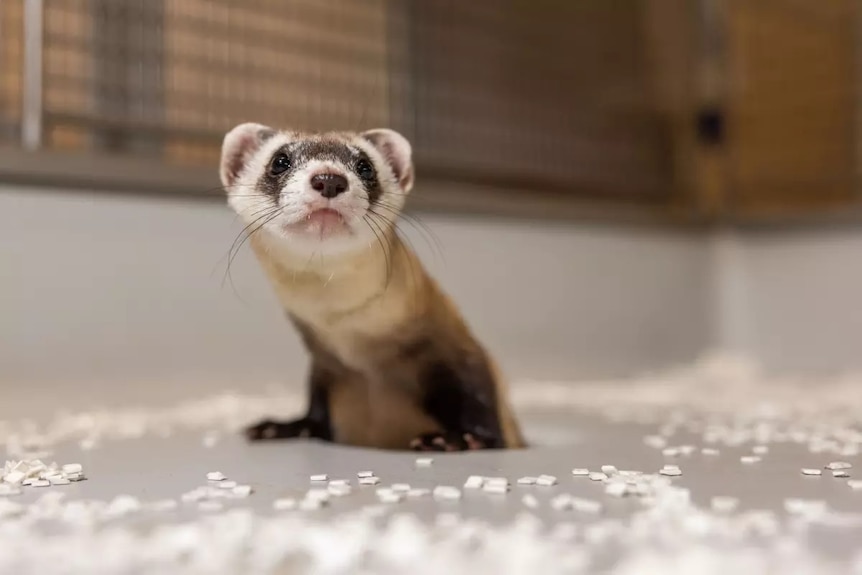 A small white faced ferret with black eyes and black feet