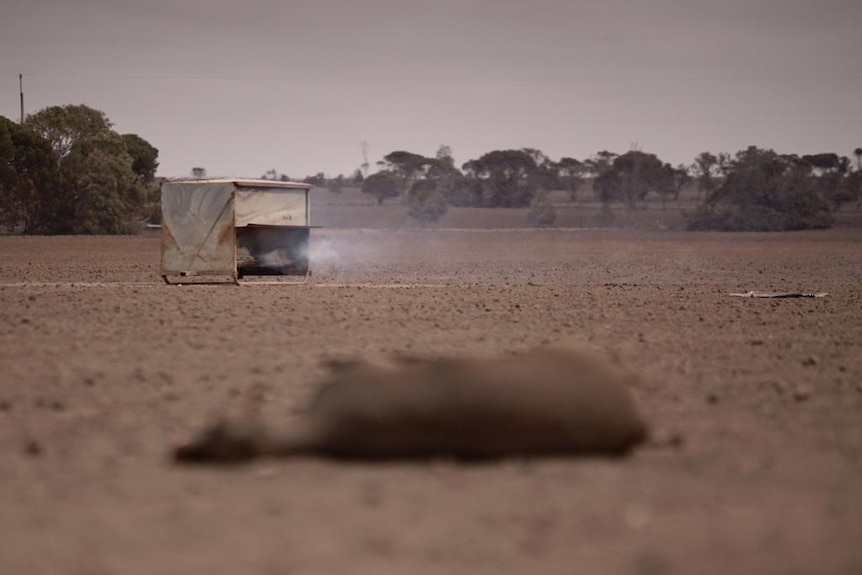 A dead sheep in the foreground with smouldering farm equipment in the background