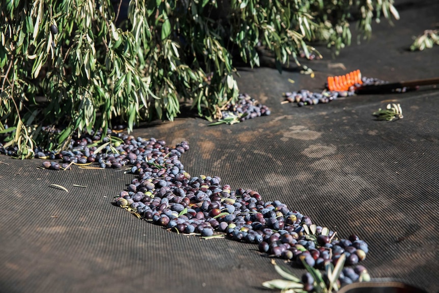 Olives sit on a net below a tree