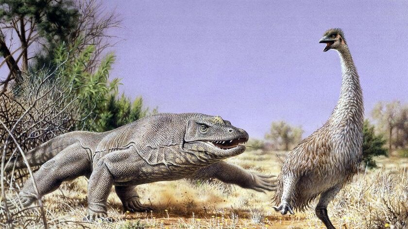 Artist's impression: scientists say the Genyornis became extinct more than 40,000 years ago