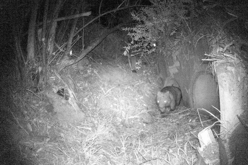 A wombat using a culvert under a road.