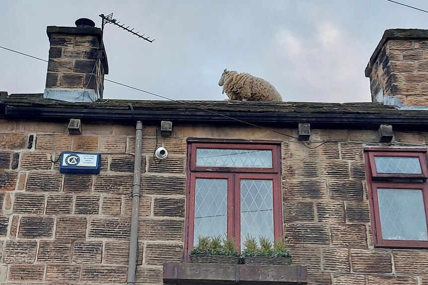 A sheep standing on the roof of a house.