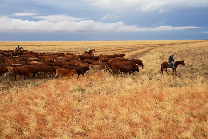 Farmers on horseback, leading a herd of cattle through an outback setting, blue sky, clouds, long brown grass.
