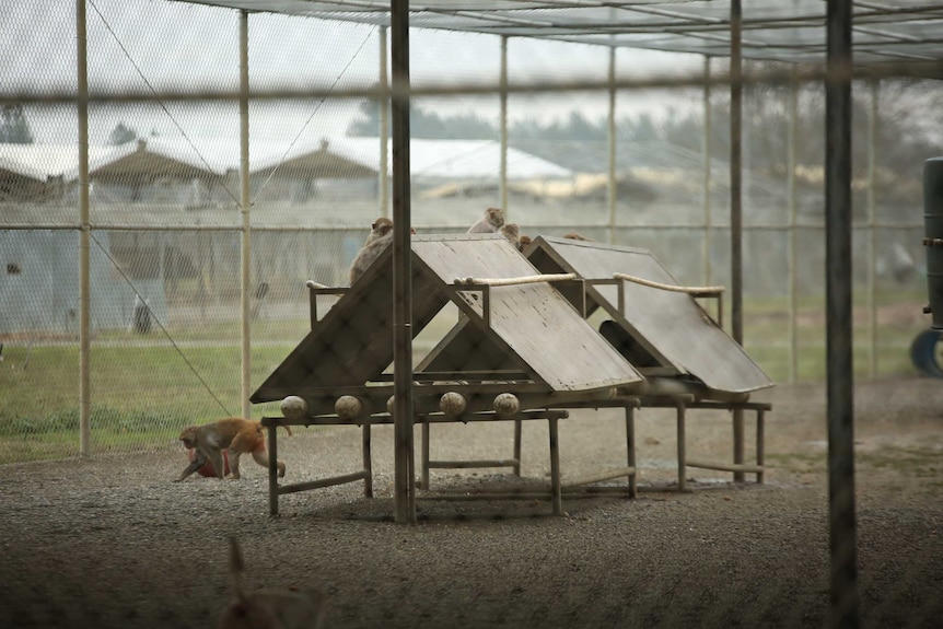 Monkeys in a cage outside