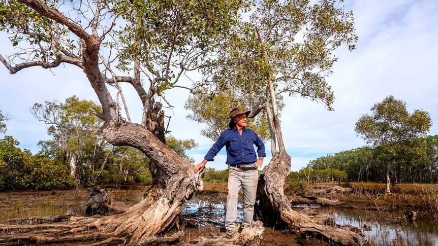 Man stands in old mangrove tree in swampy ground.
