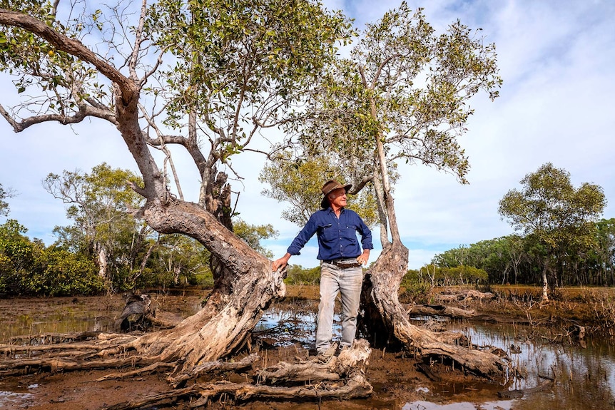 Man stands in old mangrove tree in swampy ground.