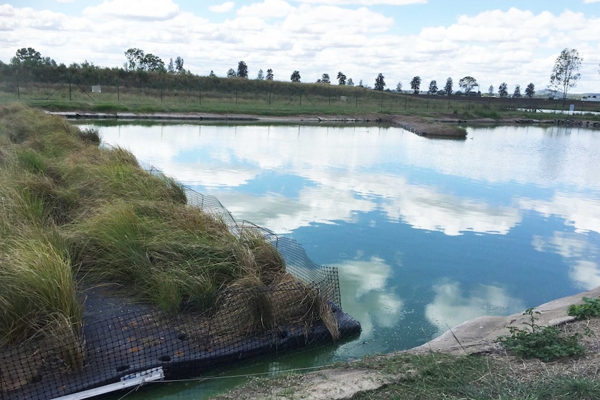 The plant mattresses clean up the water as they float on the ponds.