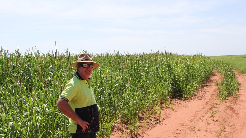 Mitchell Curtis, in front of a crop of millet