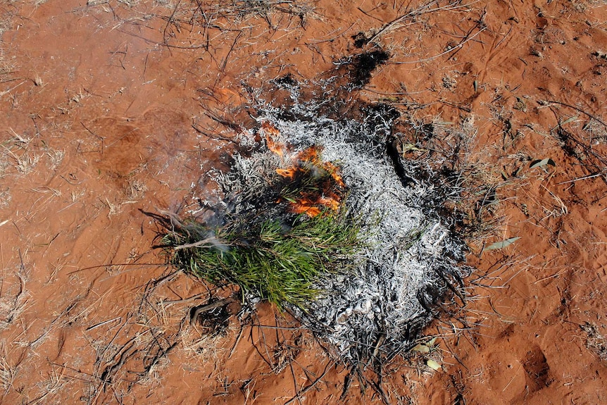 Emu bush burned for a smoking ceremony at Kinchega National Park.