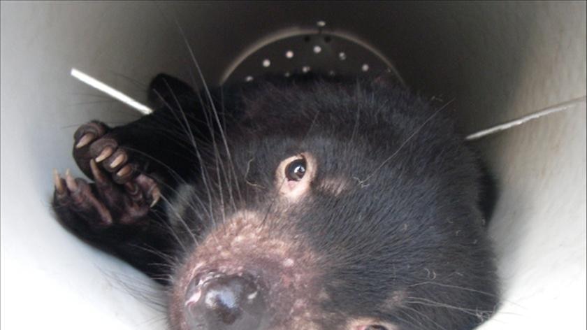 Tassie devil in a trap