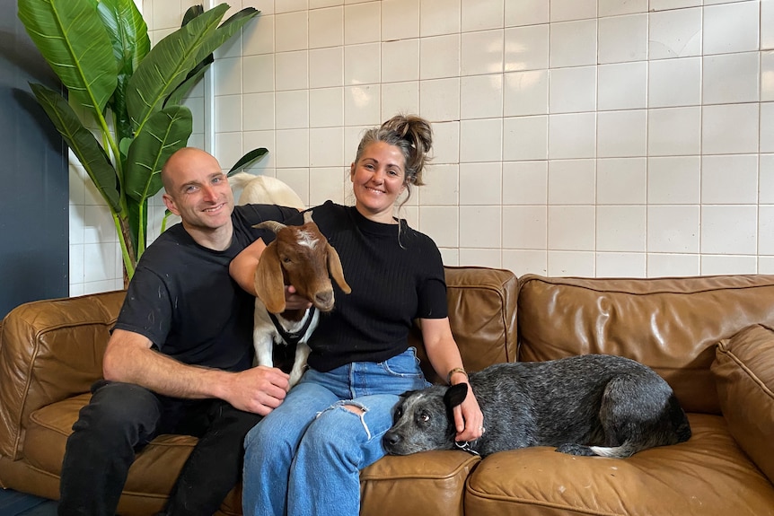 A woman and man sit on a brown leather couch with a dog and a goat.