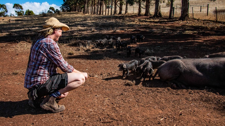 Farmer Tammi Jonas with her pigs and piglets on her farm in Central Victoria.