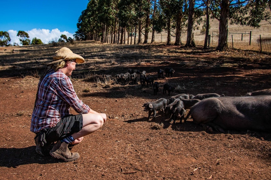 Farmer Tammi Jonas with her pigs and piglets on her farm in Central Victoria.