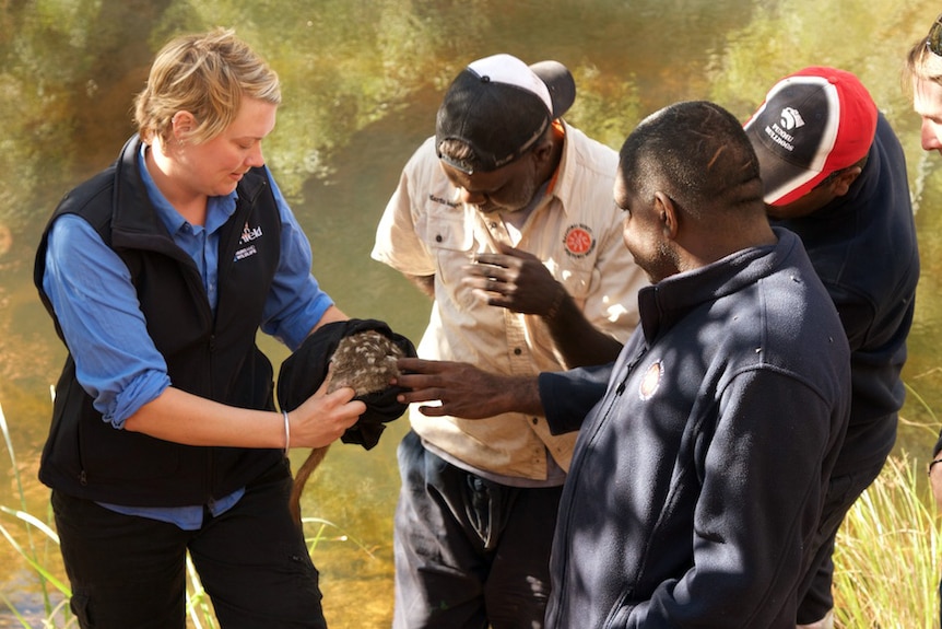 Scientist Judy Dunlop shows the quoll to park rangers.