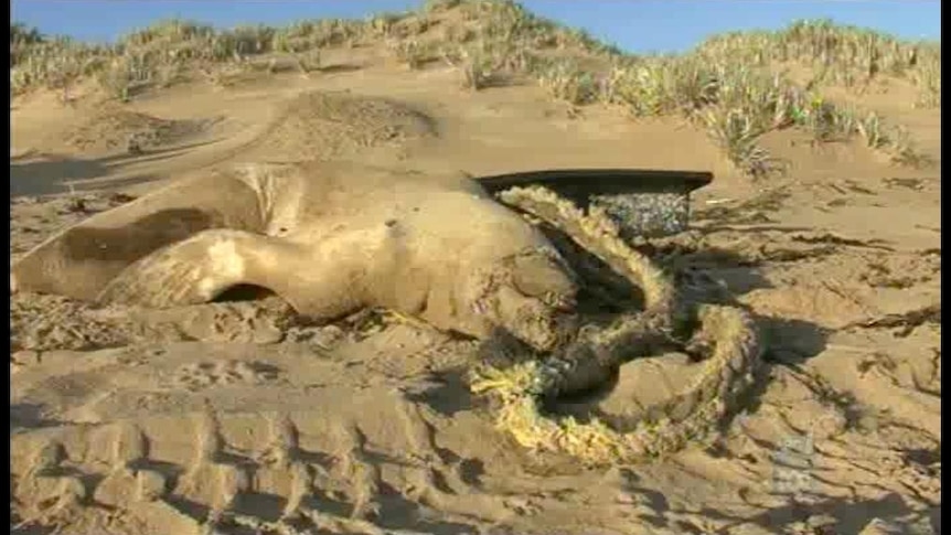 Dead sea lion - file photo