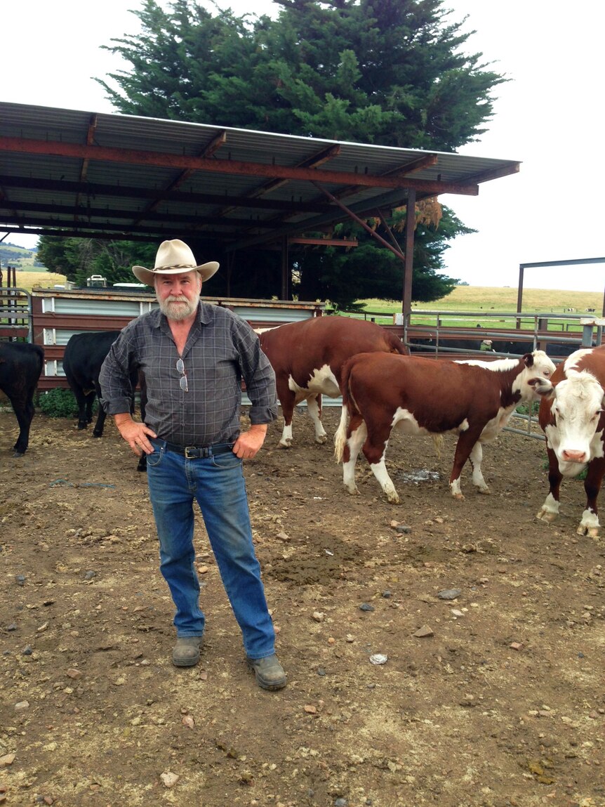 Charlie Lovick with some of his 250 cattle