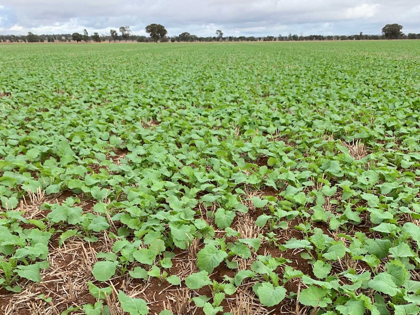 Green canola crop growing in a paddock with green gum trees in the background.