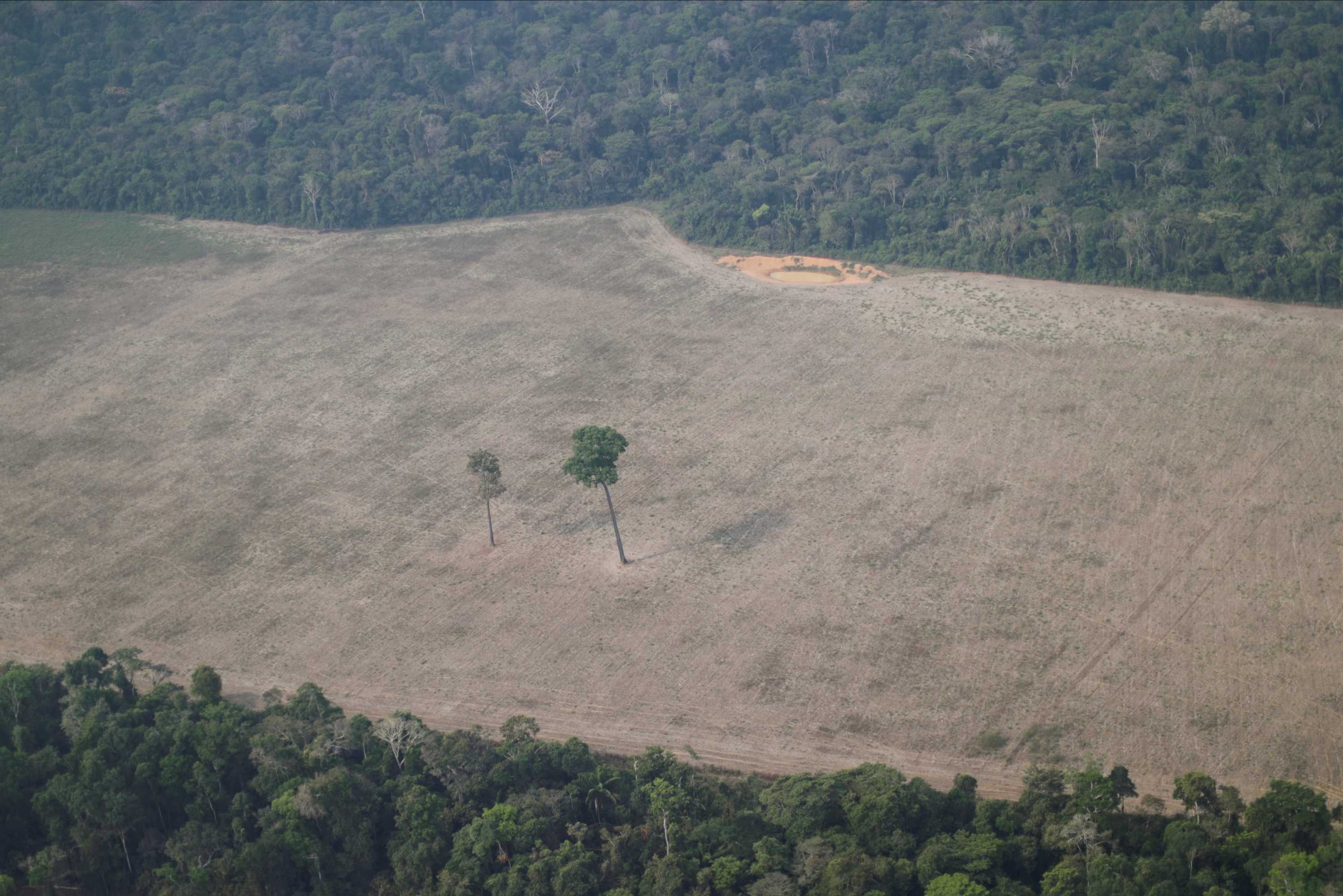 Deforestation In Brazil's Amazon Skyrockets To 12-year High Under Jair ...