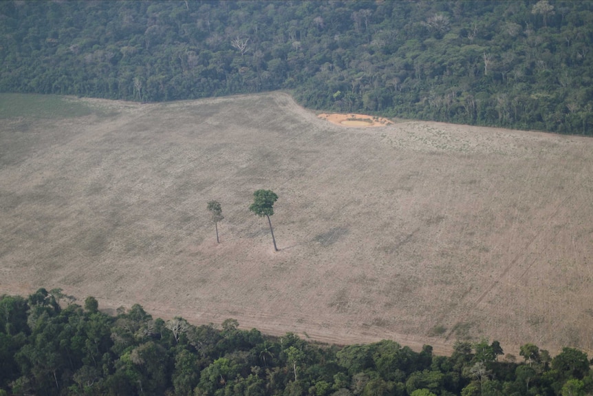 An aerial shot shows two trees standing along in the middle of a large plot of cleared forest, with the forest in the background