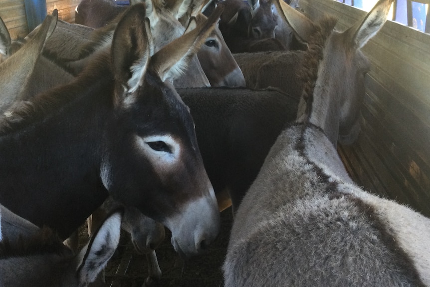 A group of donkeys being transported in a truck, close up shot of donkeys