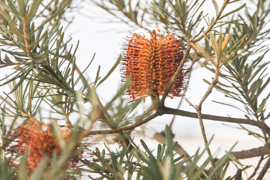 A red banksia flower stands out against the green foliage.