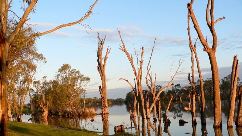 River Murray at Berri