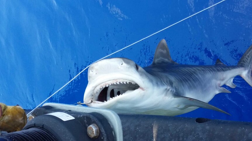 A tiger shark hanging from a hook on a longline
