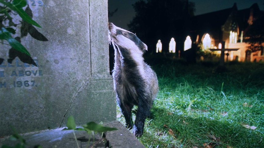 Badger living in a cemetery in south London, UK