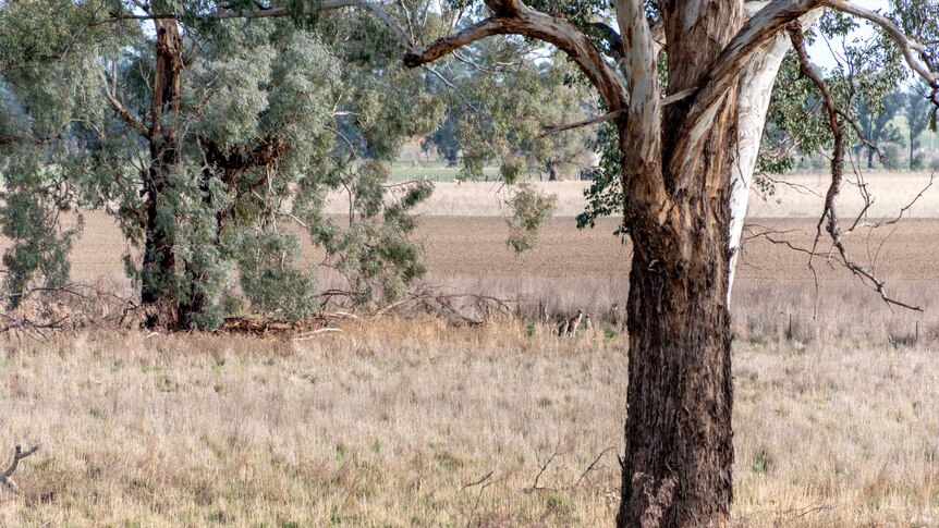 A landscape shot with dry grass, gum trees and a ploughed paddock in the backgruond.