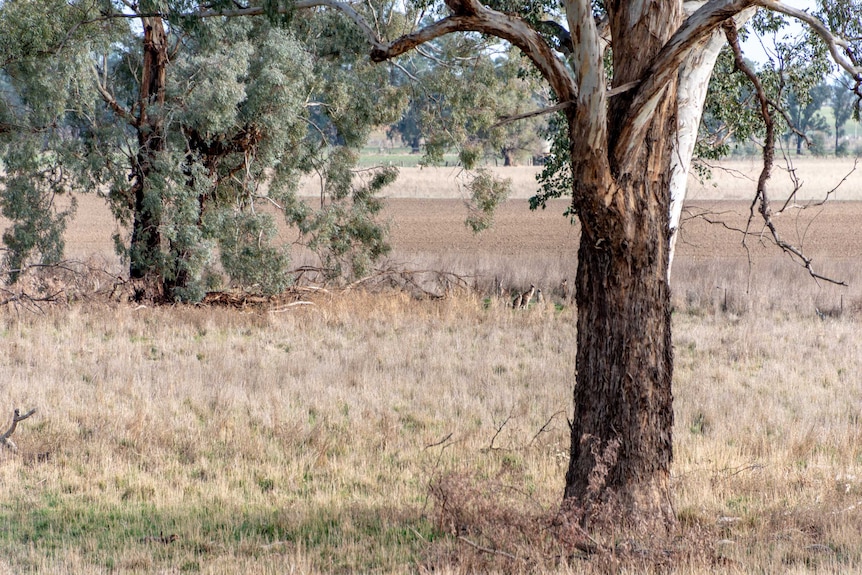 A landscape shot with dry grass, gum trees and a ploughed paddock in the backgruond.