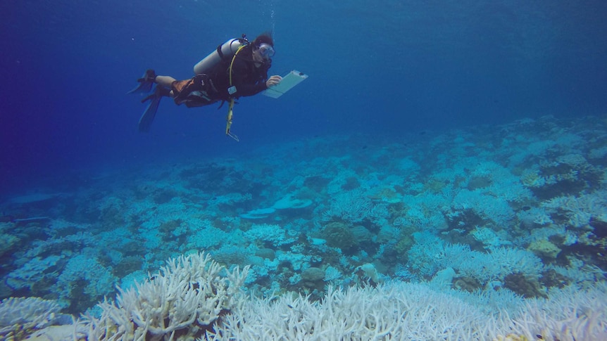 Curtin Aquatic Laboratory divers