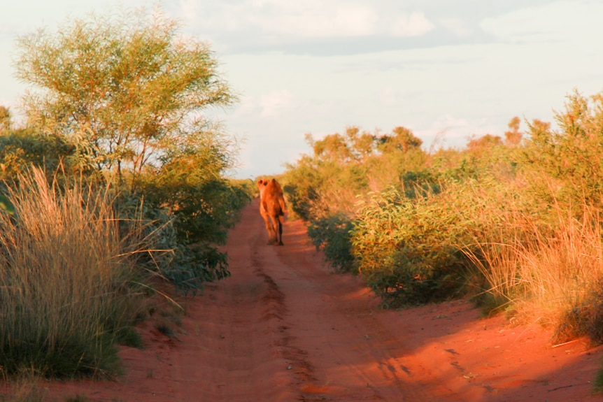 A camel on a red dirt road.