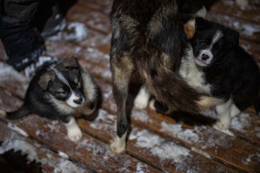 어미가 걷는 동안 강아지들은 얼어붙은 나무 바닥에 앉아 있습니다.