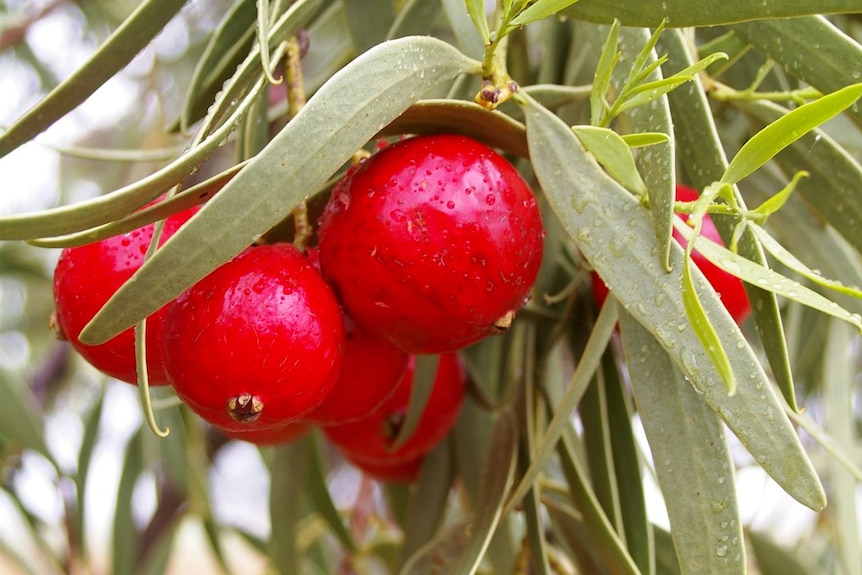 Quandongs, or wild peaches make a lovely pie filling!