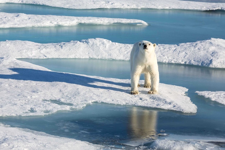 A polar bear navigates the Arctic sea ice