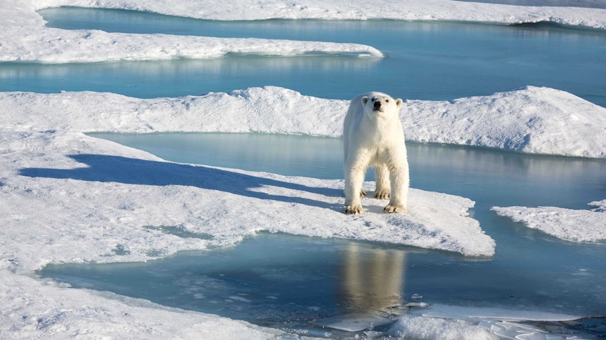 A polar bear navigates the Arctic sea ice