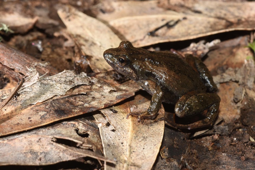 A dark brown frog nestled among brown leaves, almost camouflaged