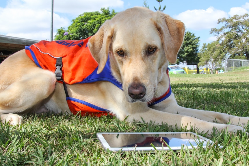 Barry, le chien-guide à la retraite, écoute de la musique sur la tablette intelligente de la maison de Guide Dogs Queensland à Brisbane.