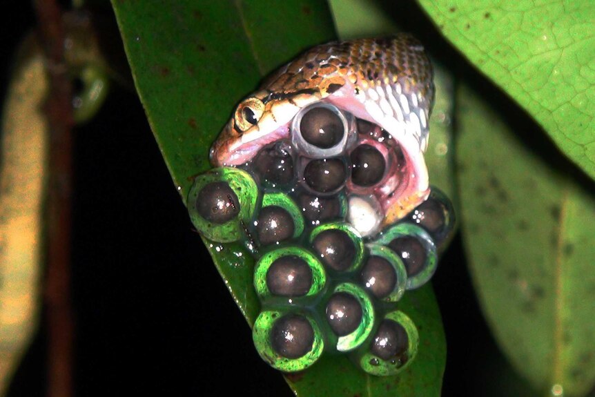 Frogs eggs being eaten by a snake.