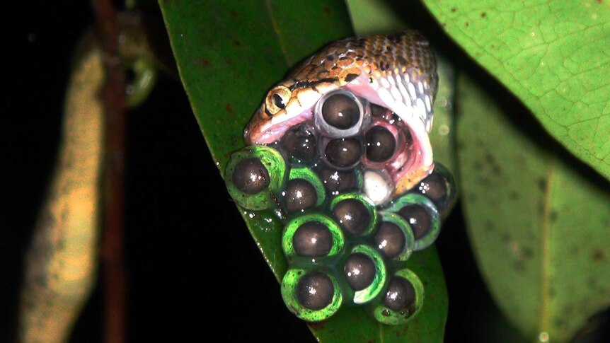 Frogs eggs being eaten by a snake.