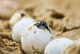 The head of a baby green turtle poking out of the top of its egg, at Coffs Harbour in April 2018