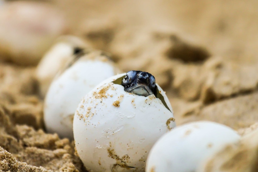 The head of a baby green turtle poking out of the top of its egg, at Coffs Harbour in April 2018