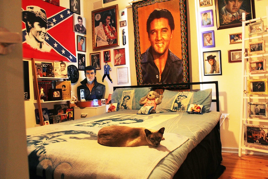 A grey cat lying on a bed surrounded by Elvis Presley memorabilia.